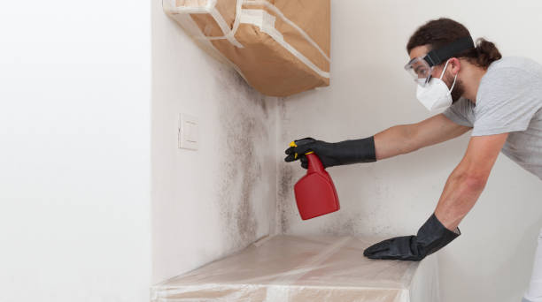 Professional Basement Mold Remediation technician working in Dacono, CO
