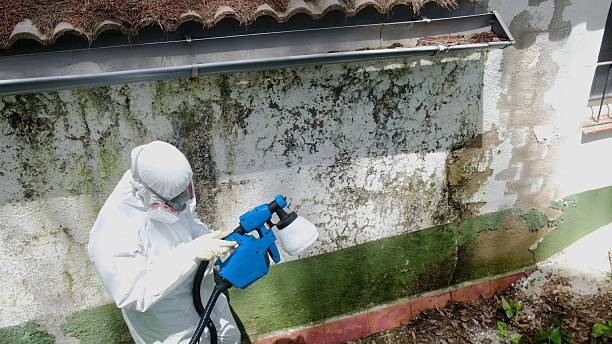 Top rated local Basement Mold Remediation specialists in Dacono, CO